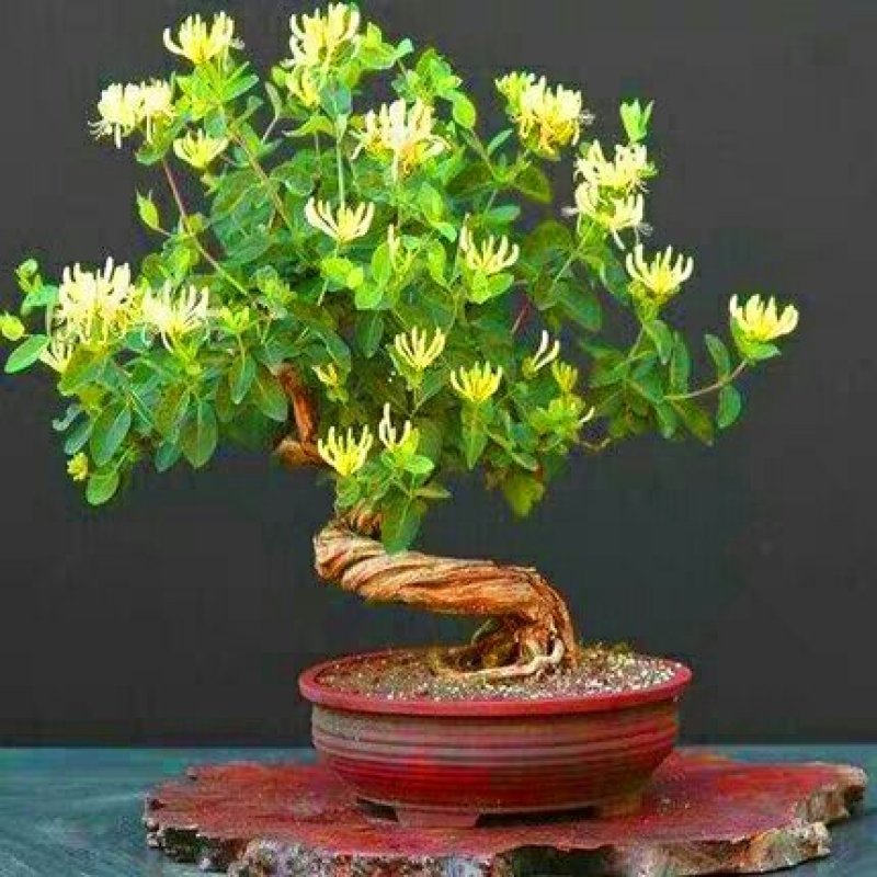 爬藤树型金银花苗药用金银花树苗四季开花常青盆栽地栽红金银