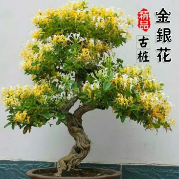 爬藤树型金银花苗药用金银花树苗四季开花常青盆栽地栽红金银
