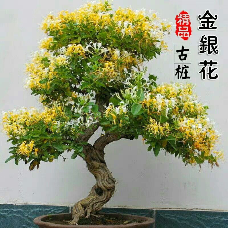 爬藤树型金银花苗药用金银花树苗四季开花常青盆栽地栽红金银