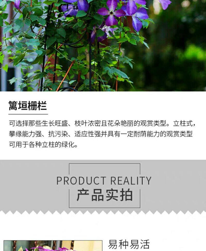 爬藤树型金银花苗药用金银花树苗四季开花常青盆栽地栽红金银