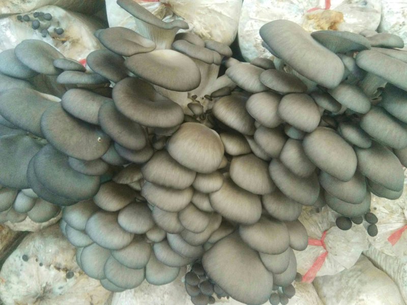 出售平菇鲜蘑五一后正式出菇有需要的请提前联系我