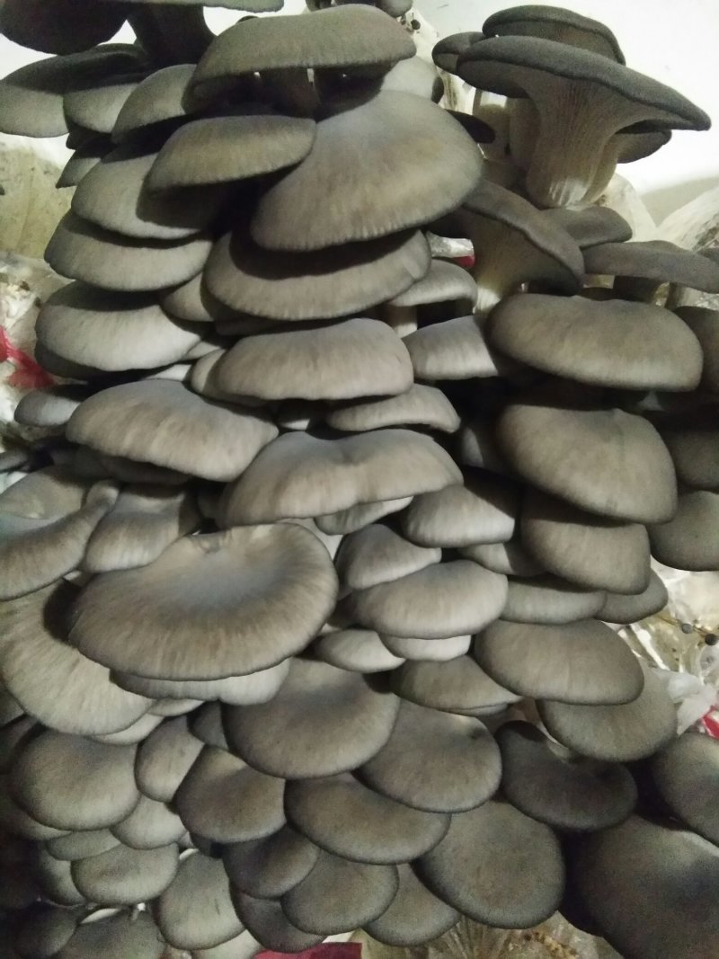 出售平菇鲜蘑五一后大量出菇可持续到十一月份有需要的