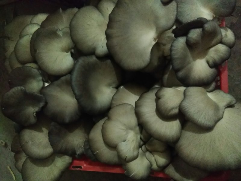 出售平菇鲜蘑五一后大量出菇可持续到十一月份有需要的