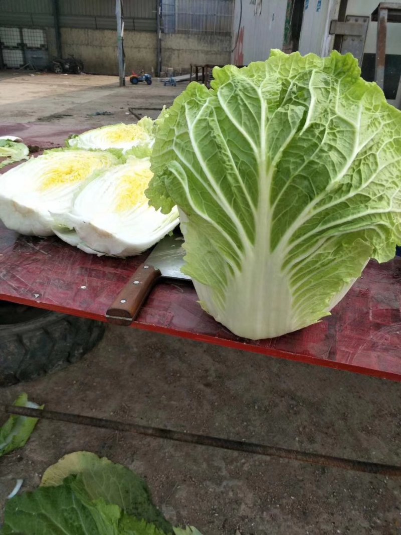 精品黄心大白菜，各种包装，净菜，半毛菜。