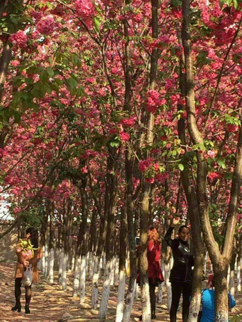 云南樱花容器苗