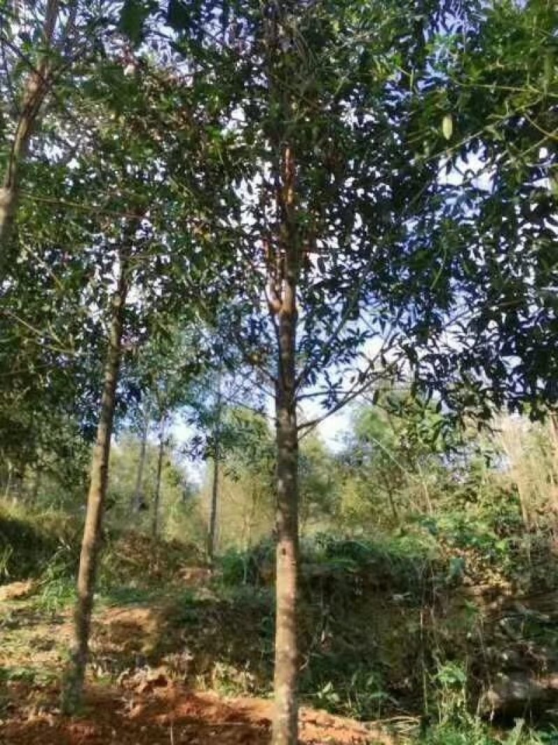 拟单性木兰全冠断根