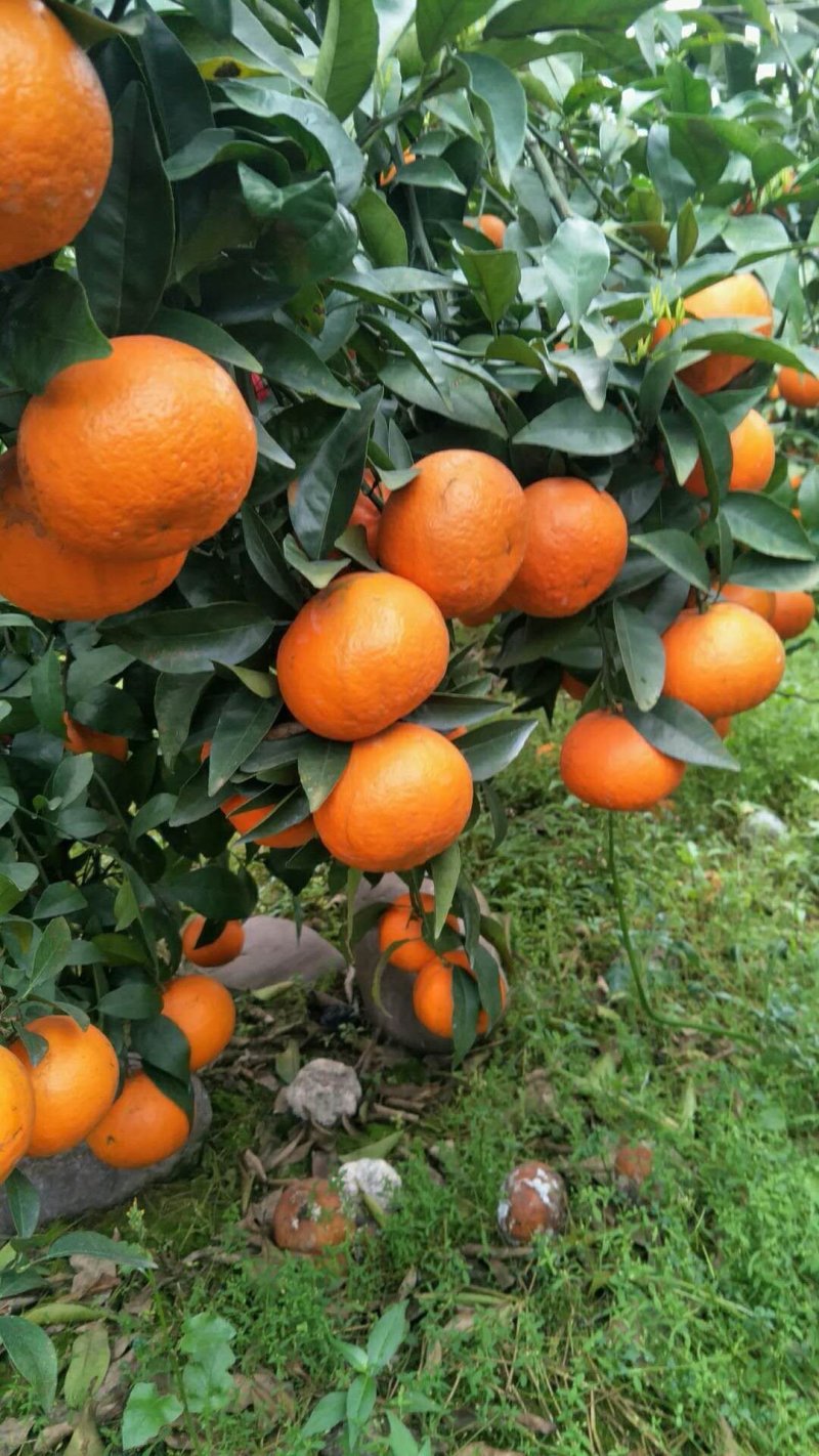 沃柑