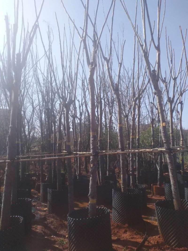 栾树10公分容器苗