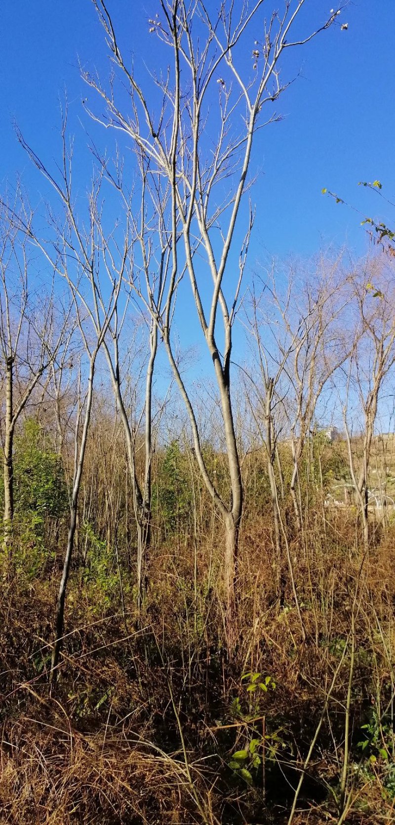 栾树10公分容器苗