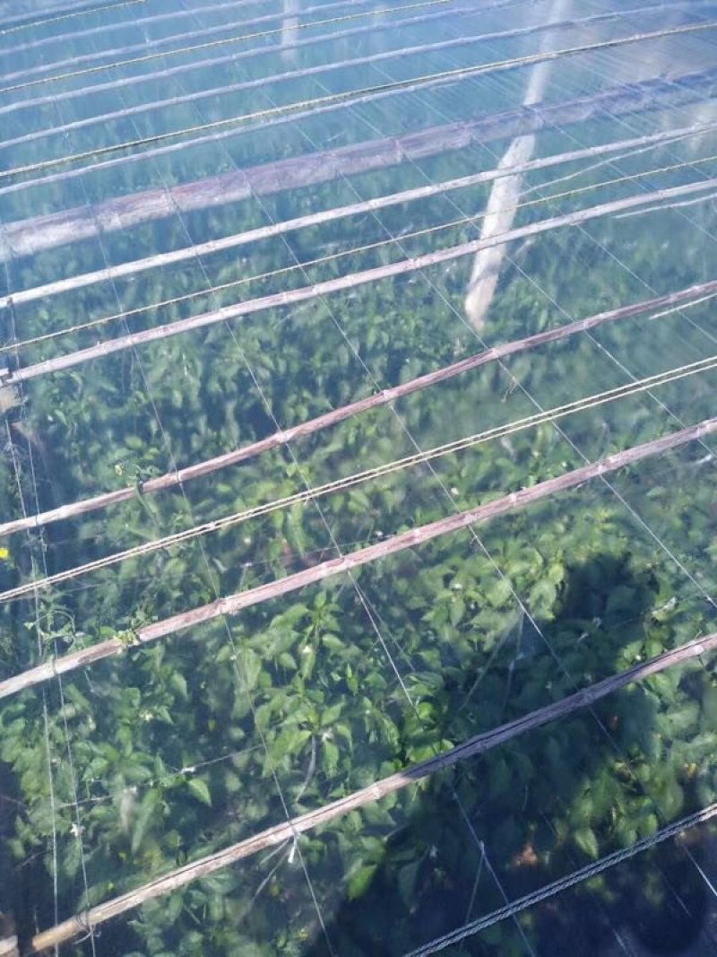 大棚膜5+2高保温高透明PO宽度1—20塑料农膜温室专用