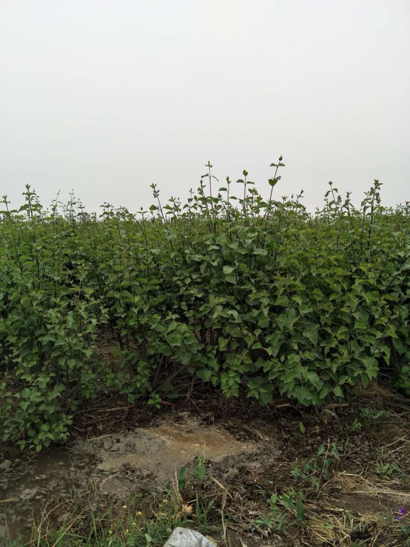 丁香小苗丛生丁香绿化用保质保量好看特香