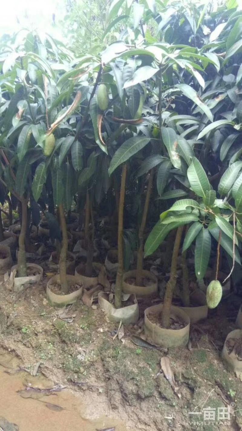 芒果树苗各种各样的品种树苗