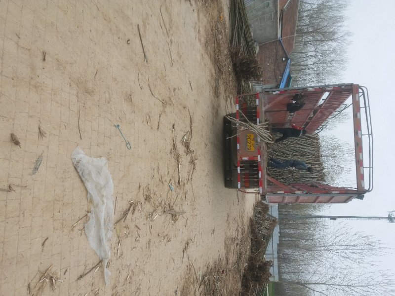 桐树根产地泡桐根大量出售中河南货源