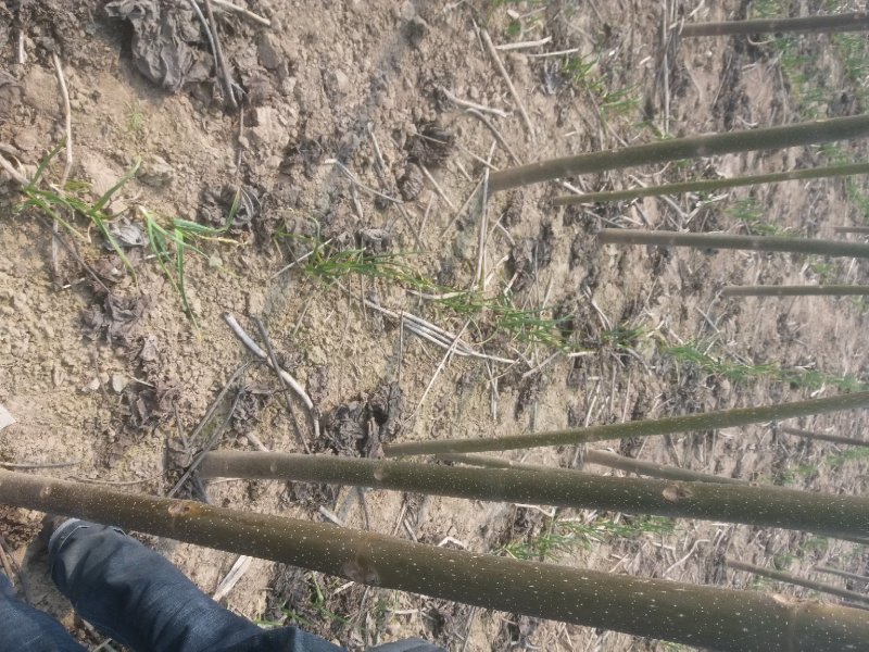 桐树根产地泡桐根大量出售中河南货源