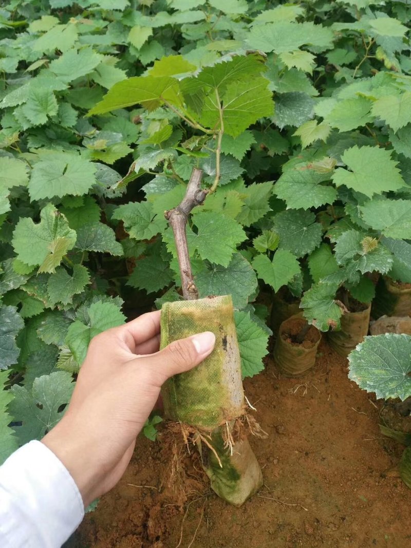 夏黑品种葡萄苗需要扣我