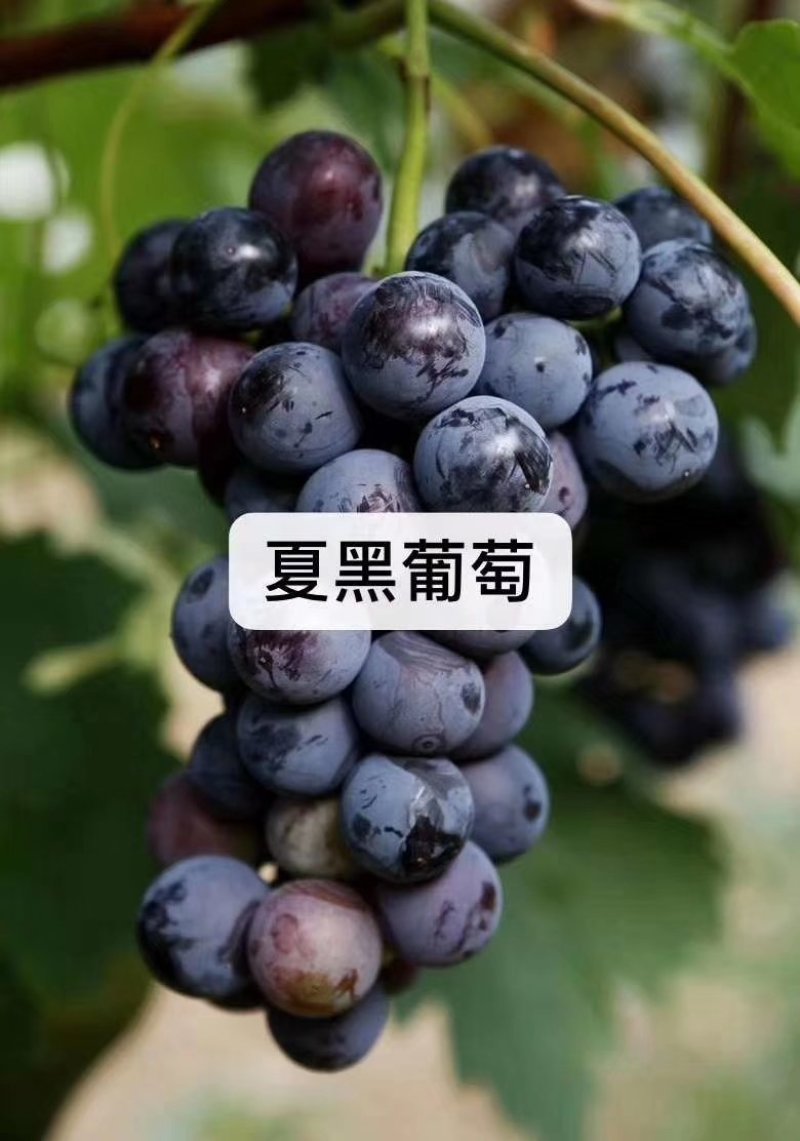 夏黑品种葡萄苗需要扣我