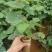 夏黑品种葡萄苗需要扣我