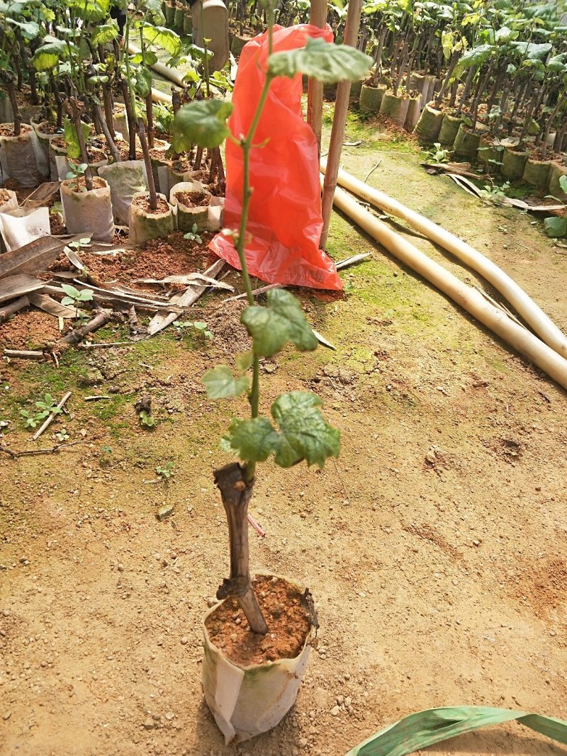 夏黑品种葡萄苗需要扣我