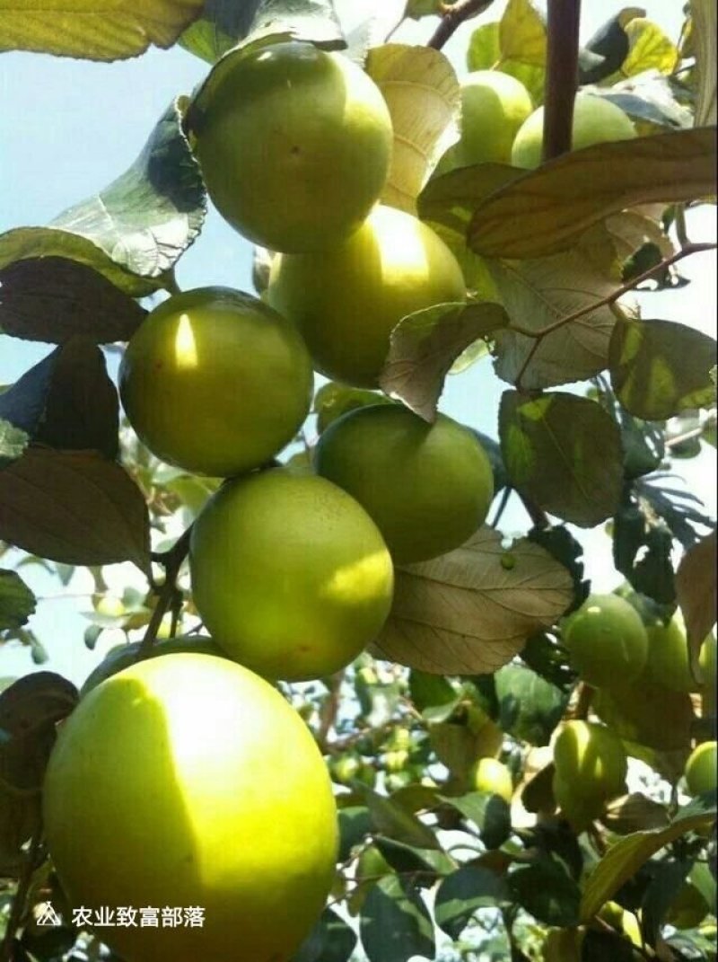 台湾大青枣苗供应（当年种当年当年挂果）。