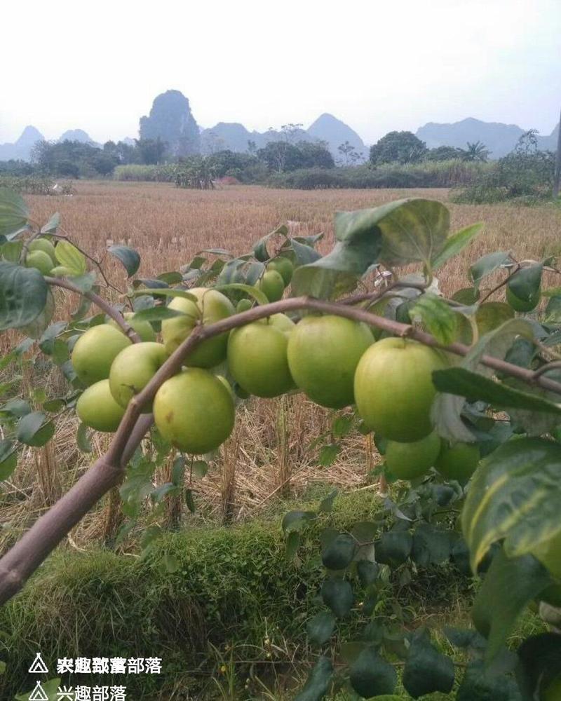 台湾大青枣苗供应（当年种当年当年挂果）。