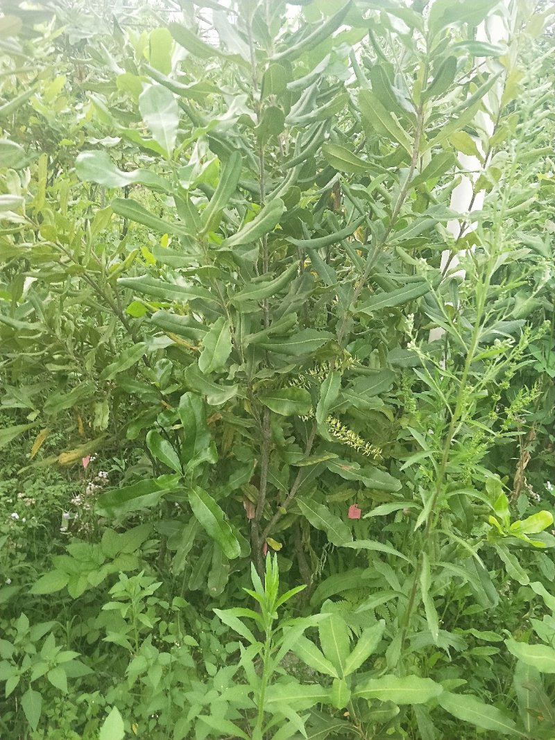 澳洲坚果苗拿回去就赚钱都可以投产的