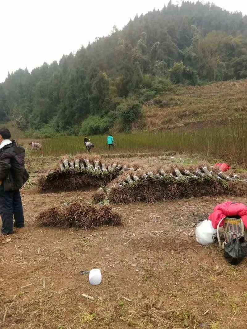 油桐苗政府采购，买油桐苗请选择重庆俊尧专业油桐培育公司