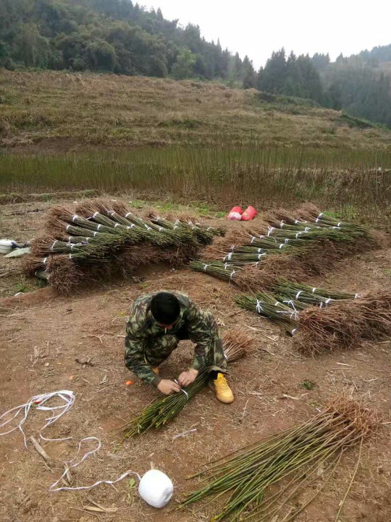 油桐苗政府采购，买油桐苗请选择重庆俊尧专业油桐培育公司
