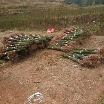 油桐苗政府采购，买油桐苗请选择重庆俊尧专业油桐培育公司