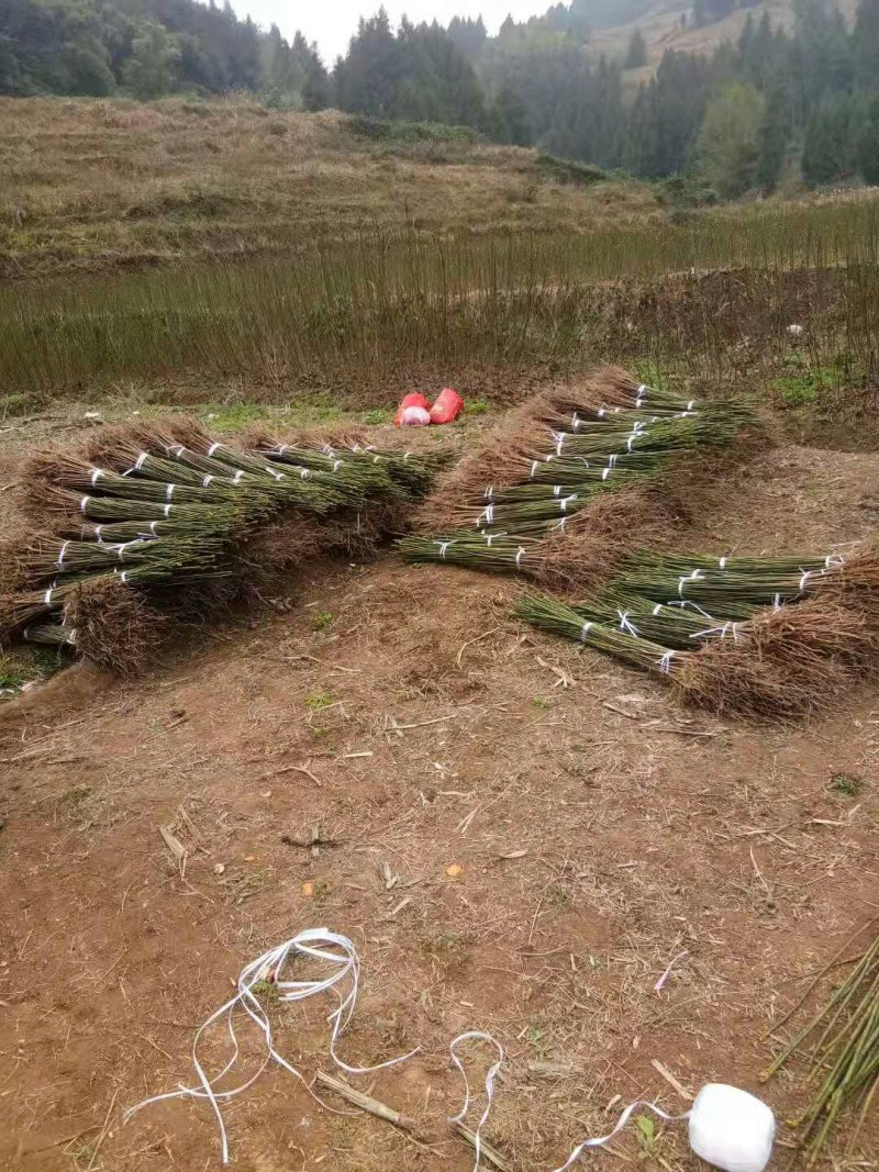 油桐苗政府采购，买油桐苗请选择重庆俊尧专业油桐培育公司