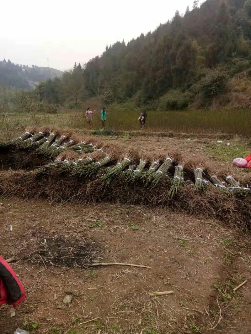 油桐苗政府采购，买油桐苗请选择重庆俊尧专业油桐培育公司