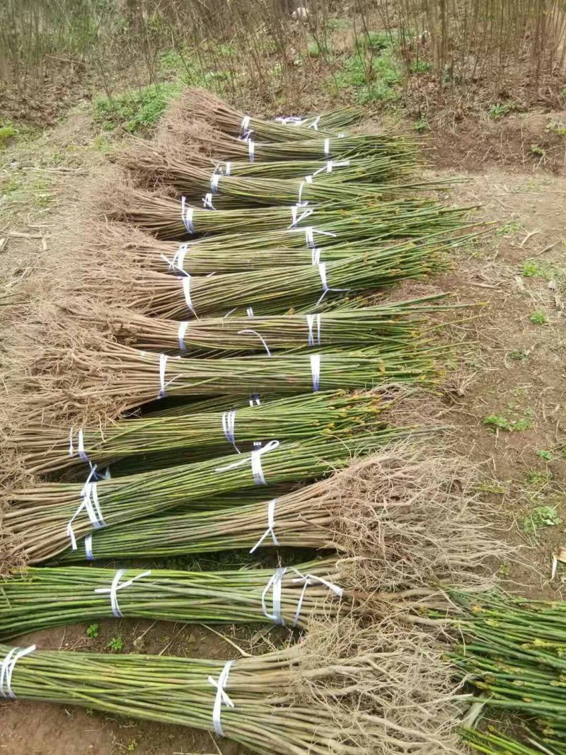 油桐苗政府采购，买油桐苗请选择重庆俊尧专业油桐培育公司