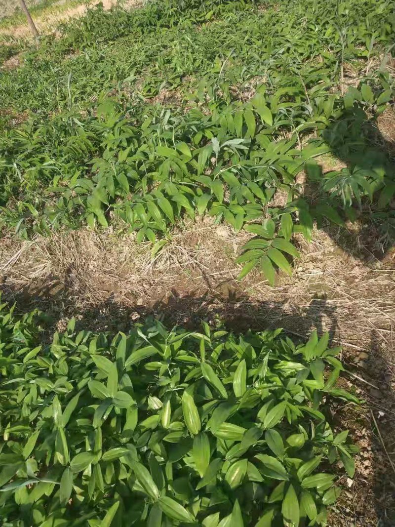 姜型多花黄精种苗【药典品种，常年包技术，回收】