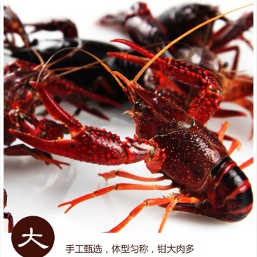 鲜活小龙虾4到6钱