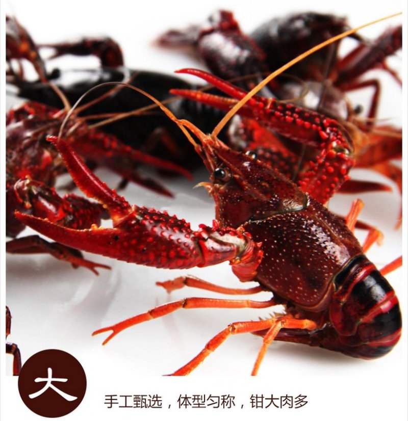 鲜活小龙虾4到6钱