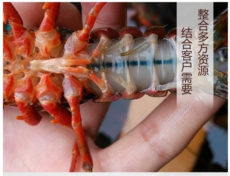 鲜活小龙虾4到6钱