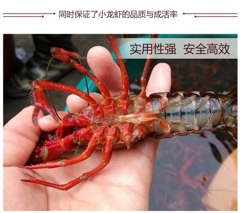 鲜活小龙虾4到6钱
