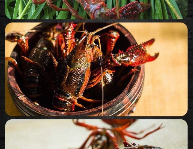 鲜活小龙虾4到6钱