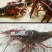 鲜活小龙虾4到6钱