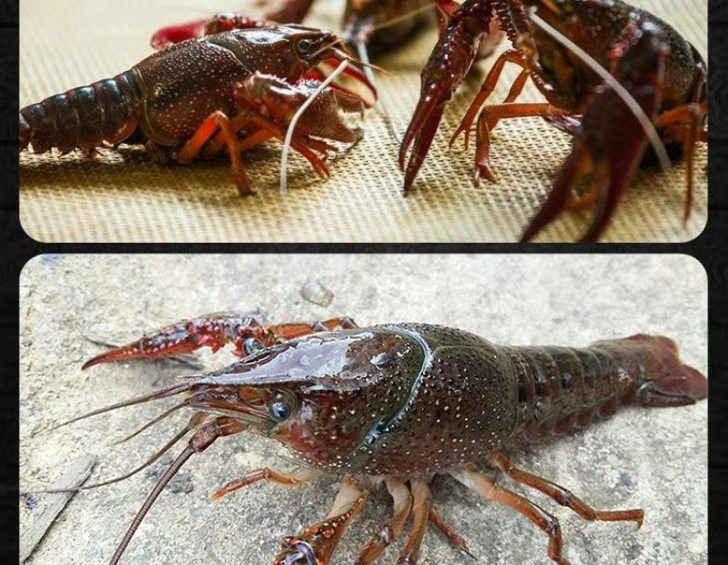 鲜活小龙虾4到6钱