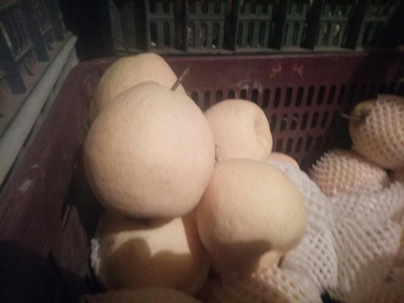 贡梨，新疆库尔勒天山精品贡梨，量大从优，全国发货