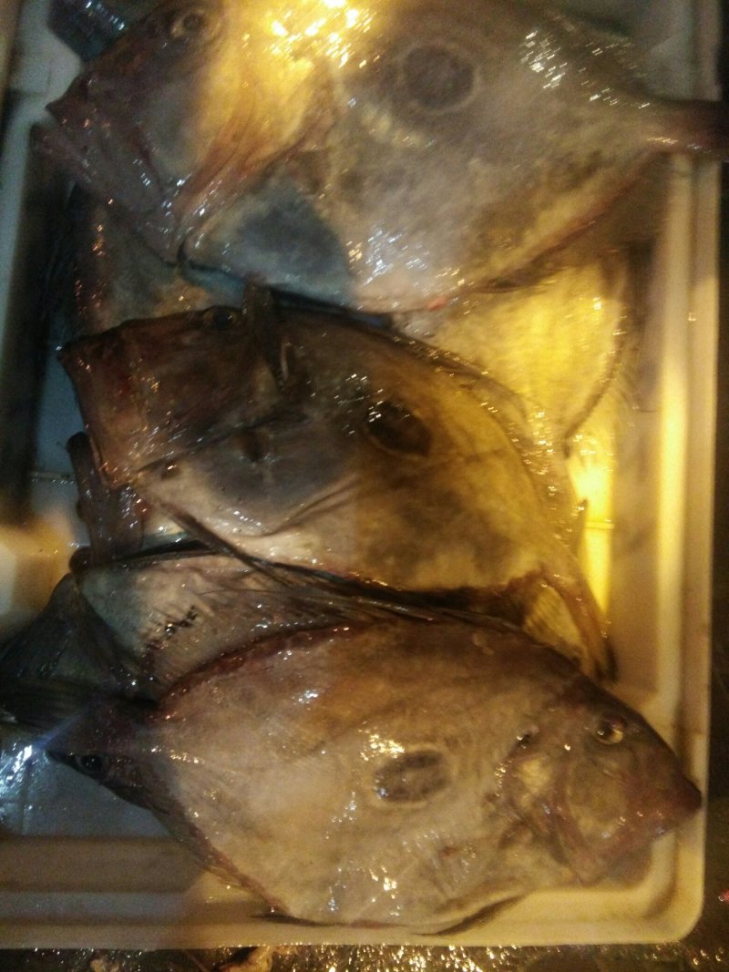 太阳鱼