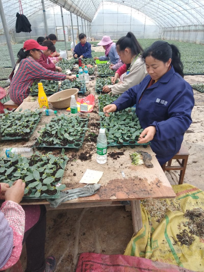 嫁接西瓜苗大量上市