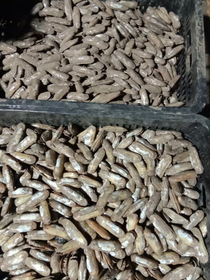鲜活蛏子海蛏子贝壳类海鲜鲜活海鲜批发海鲜