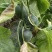 甜瓜上市，品质优良，口感脆甜期待与各地客商合作！