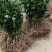 091无核沃柑苗（新品种）假一罚十提供种植技术