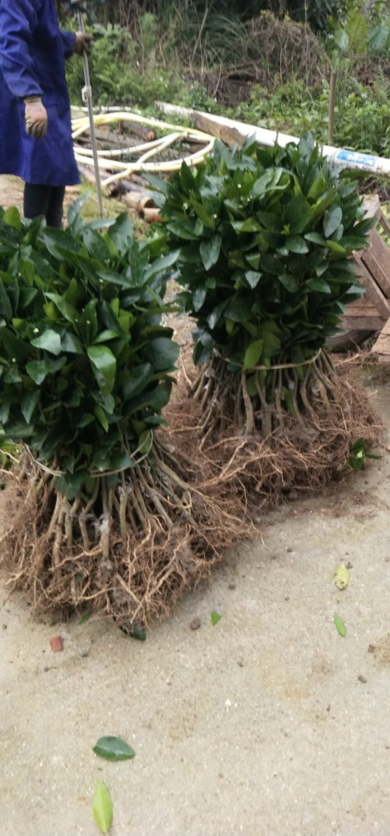 091无核沃柑苗（新品种）假一罚十提供种植技术