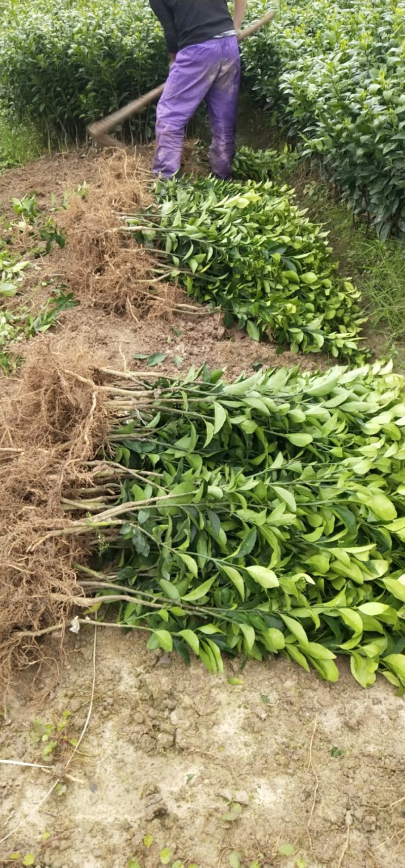 091无核沃柑苗（新品种）假一罚十提供种植技术