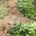 091无核沃柑苗（新品种）假一罚十提供种植技术