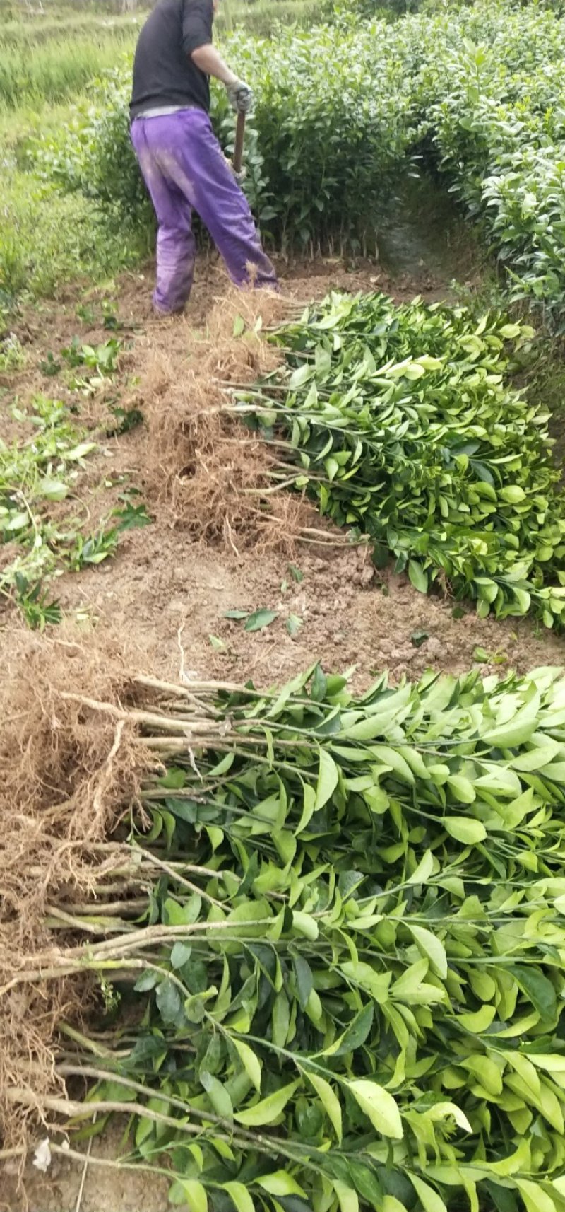 091无核沃柑苗（新品种）假一罚十提供种植技术