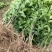 091无核沃柑苗（新品种）假一罚十提供种植技术